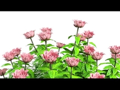 Y11 Frauen Smart Watch Luxus 1,32 